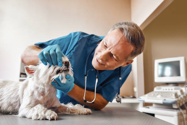 Best Weekend Emergency Dentist in Reamstown, PA